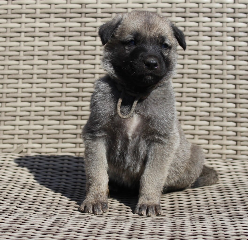 Chiot N°2