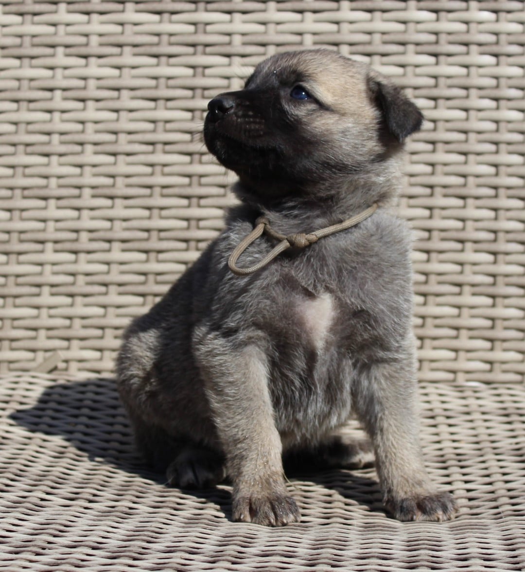 Chiot N°2