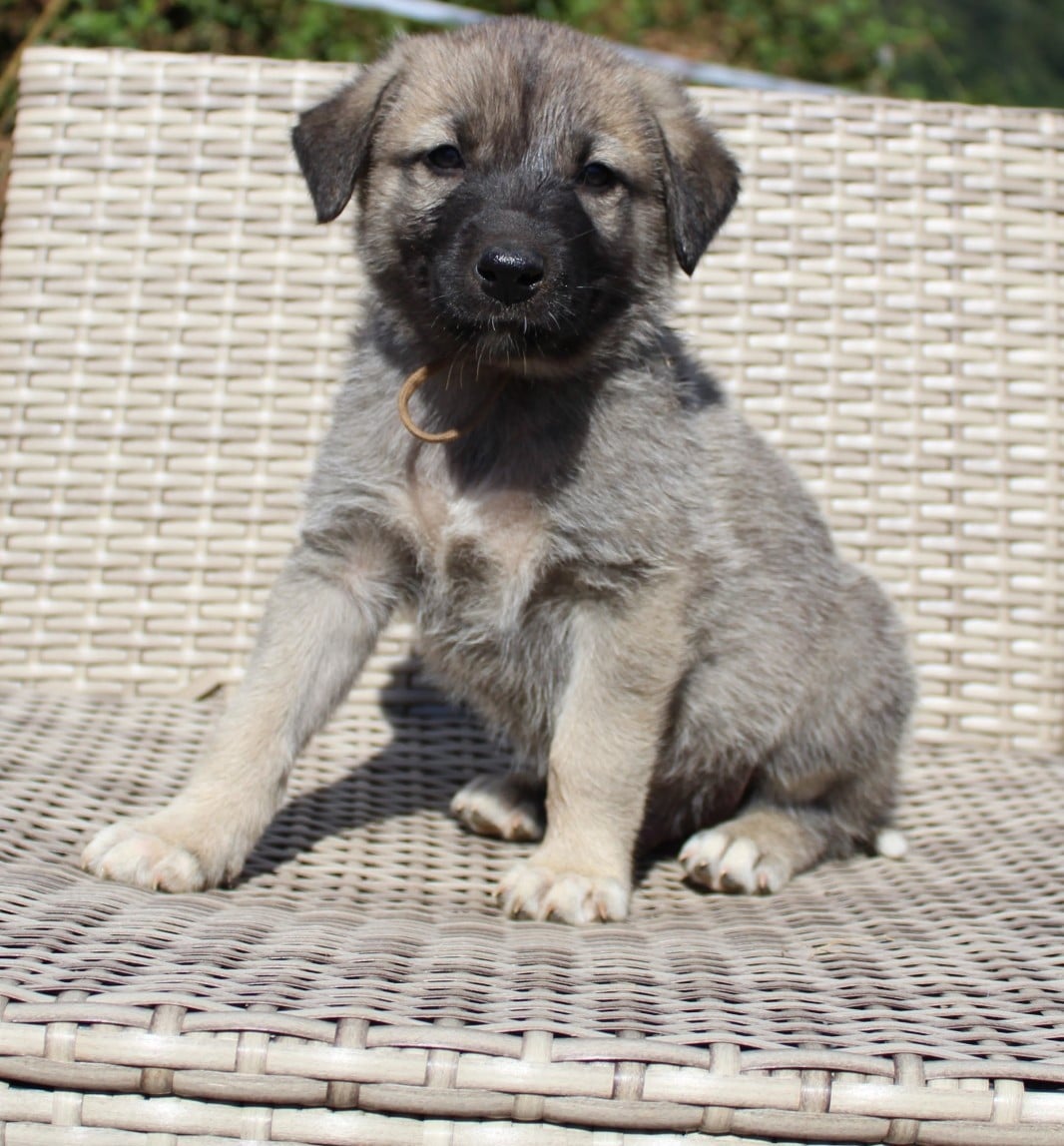 Chiot N°3