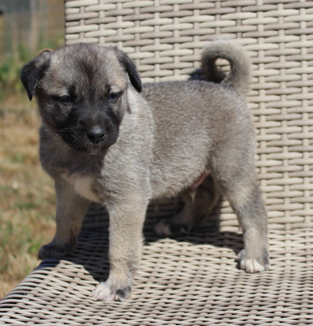 Chiot N°3