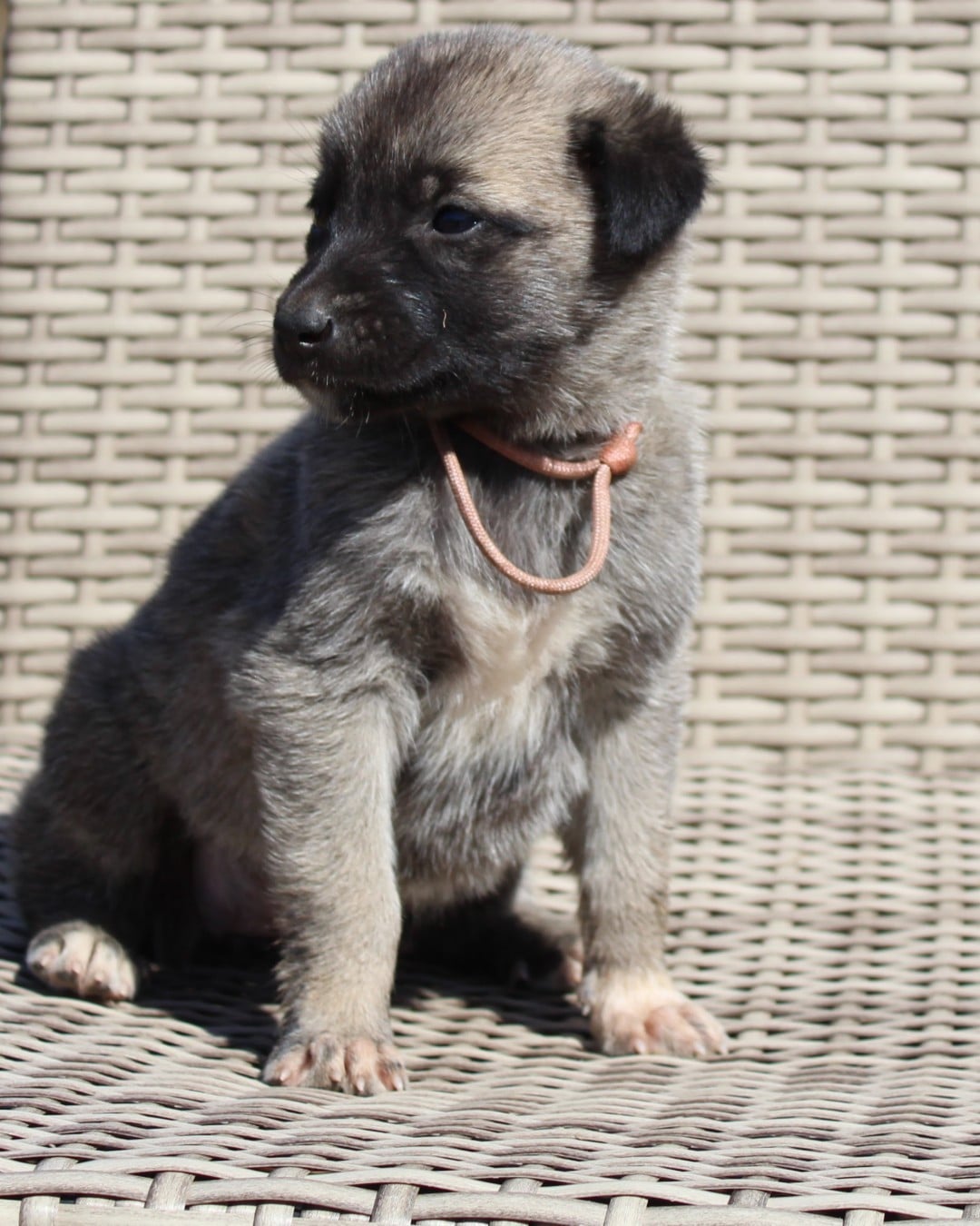 Chiot N°4