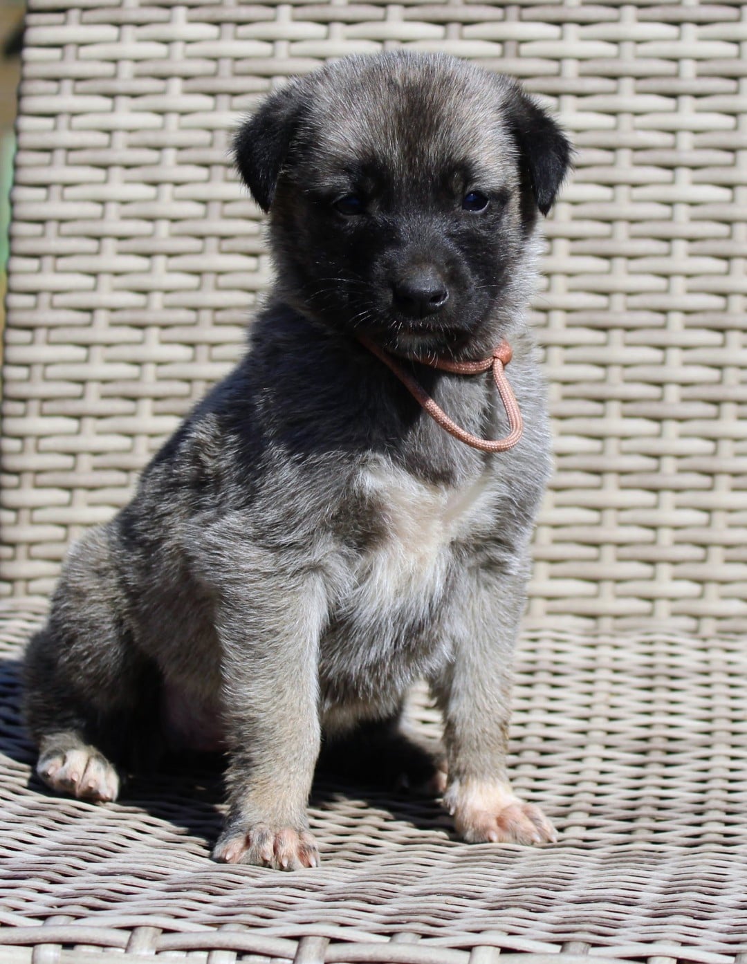 Chiot N°4