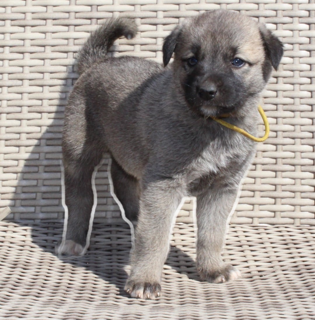 Chiot N°6