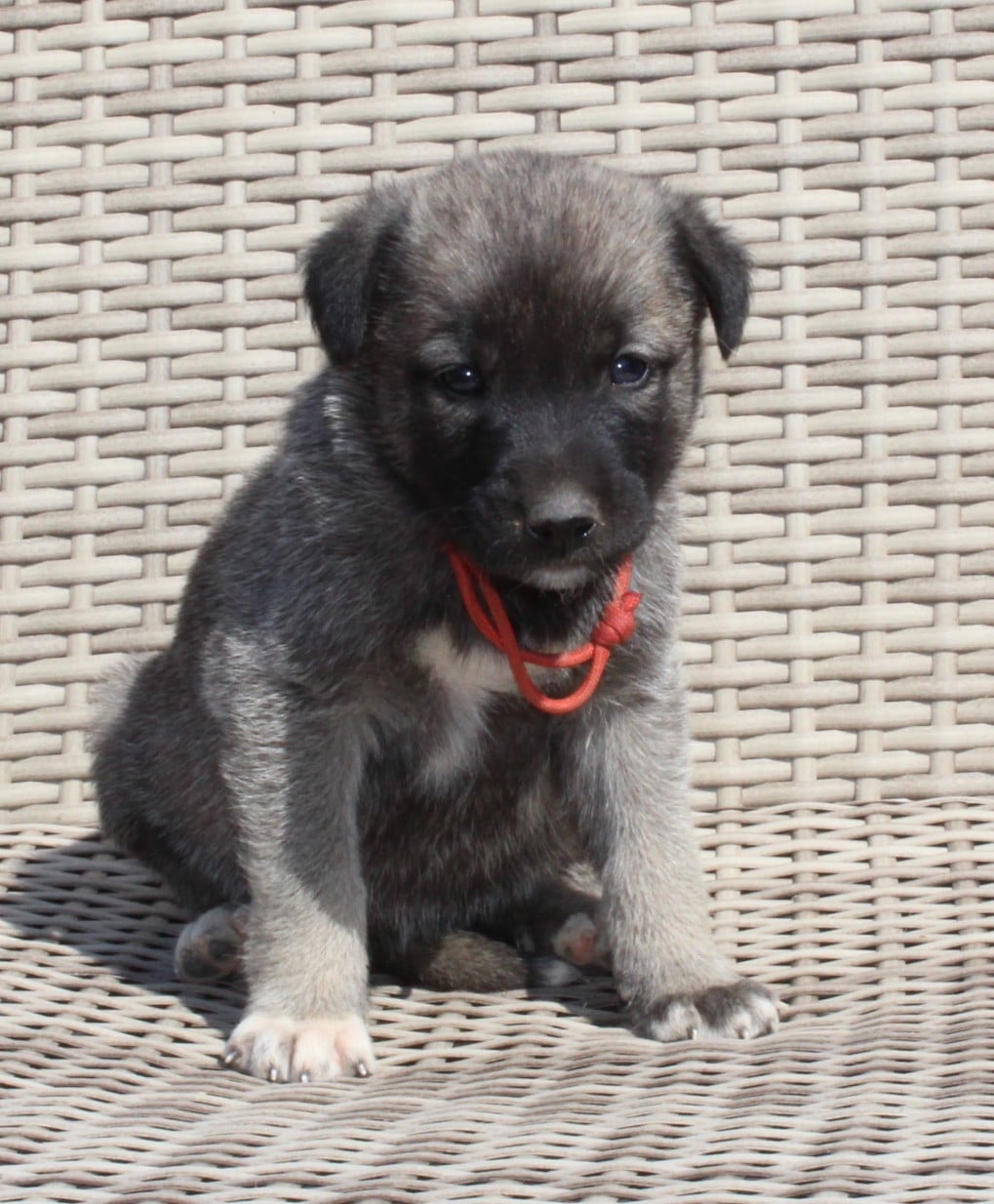 Chiot N°7
