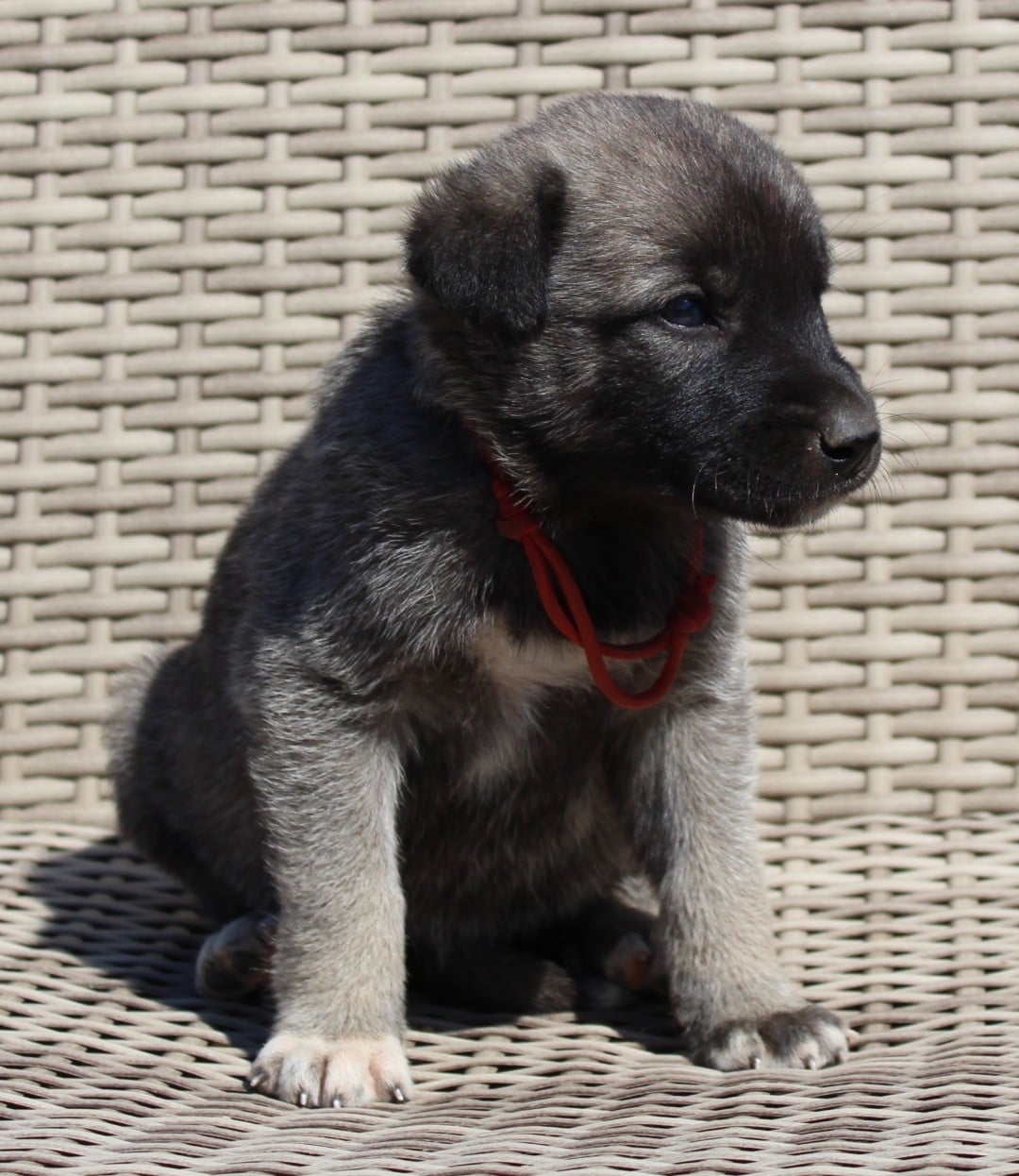 Chiot N°7