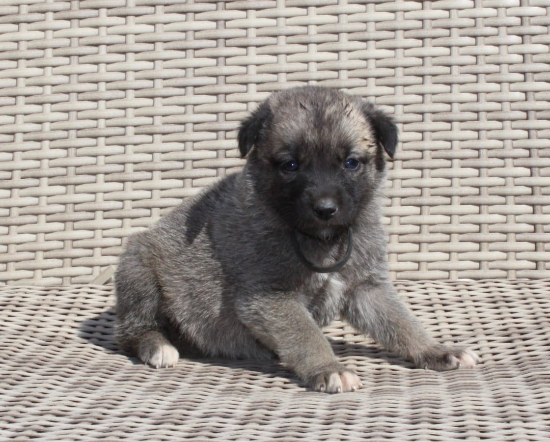 Chiot N°9