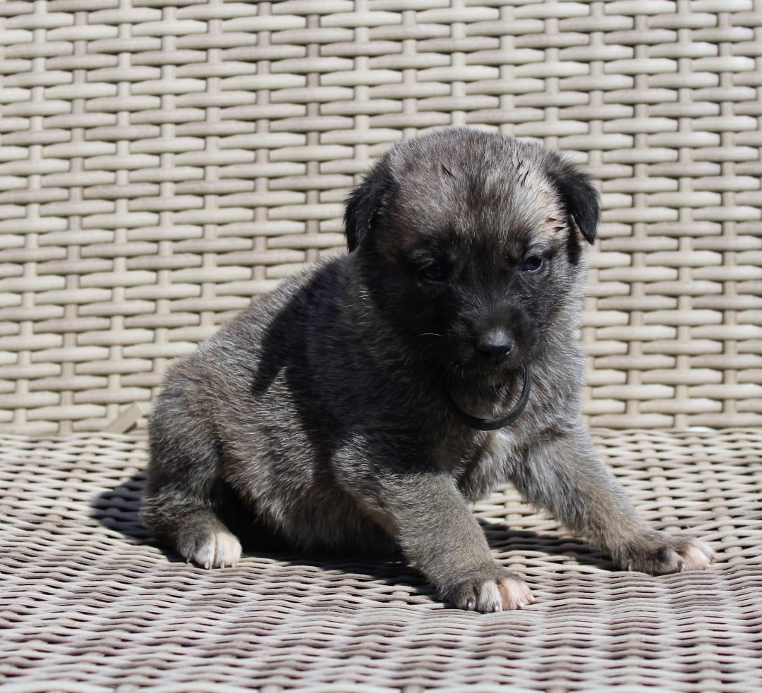 Chiot N°9