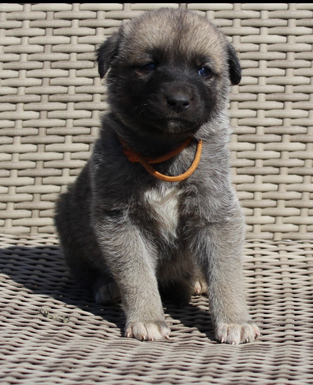 Chiot N°10
