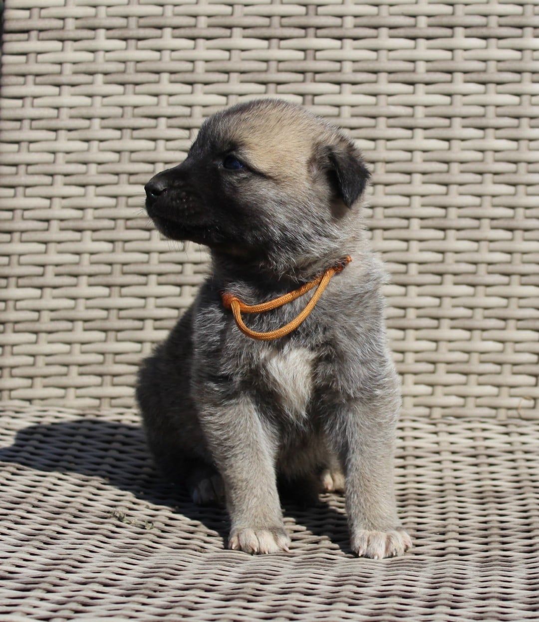 Chiot N°10