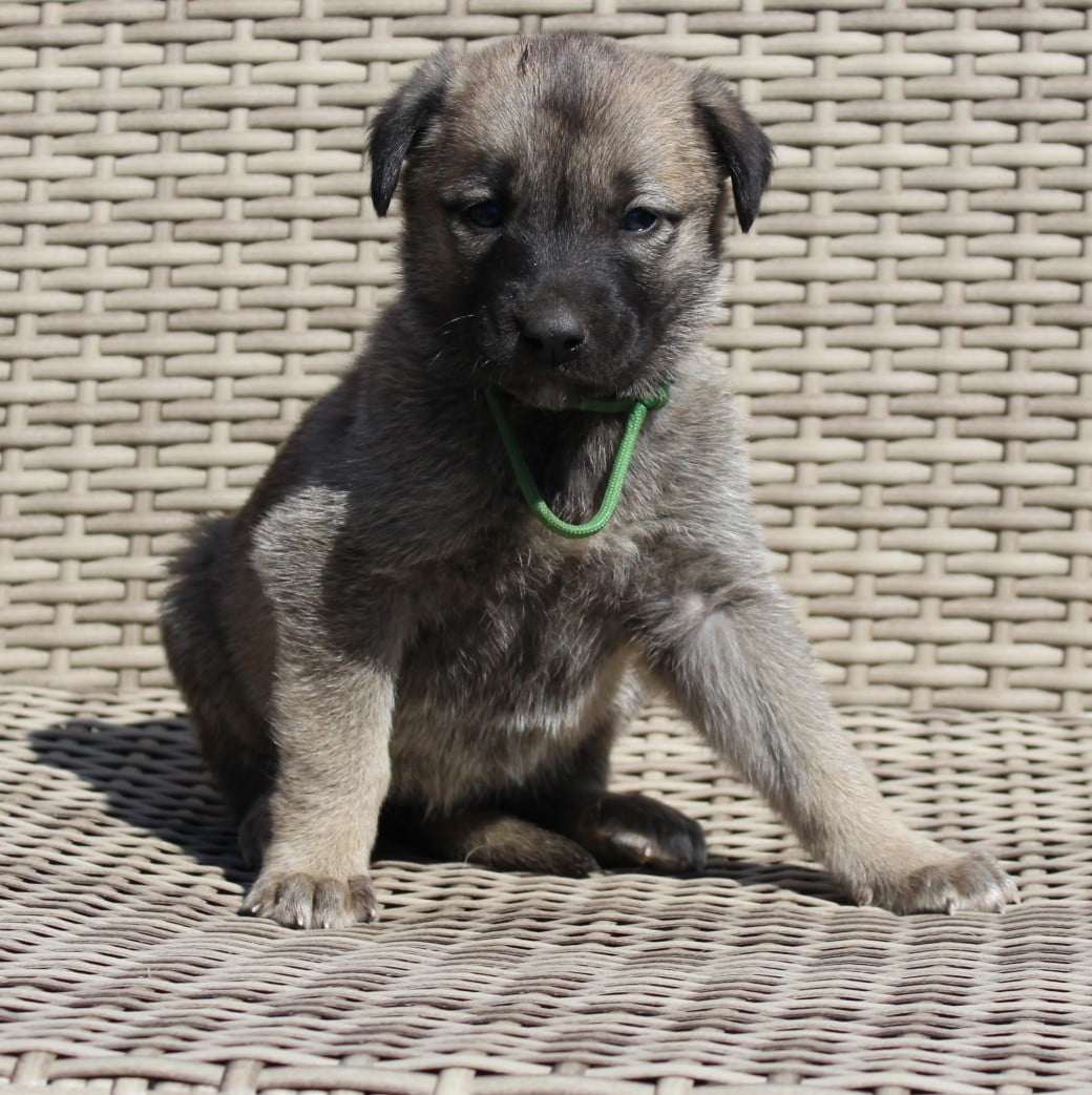 Chiot N°11