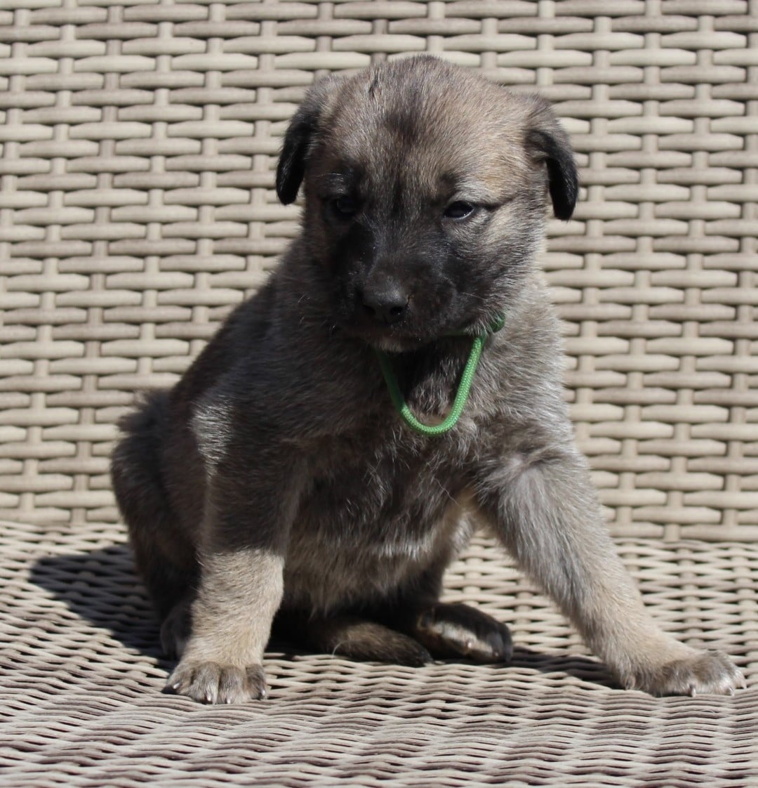 Chiot N°11