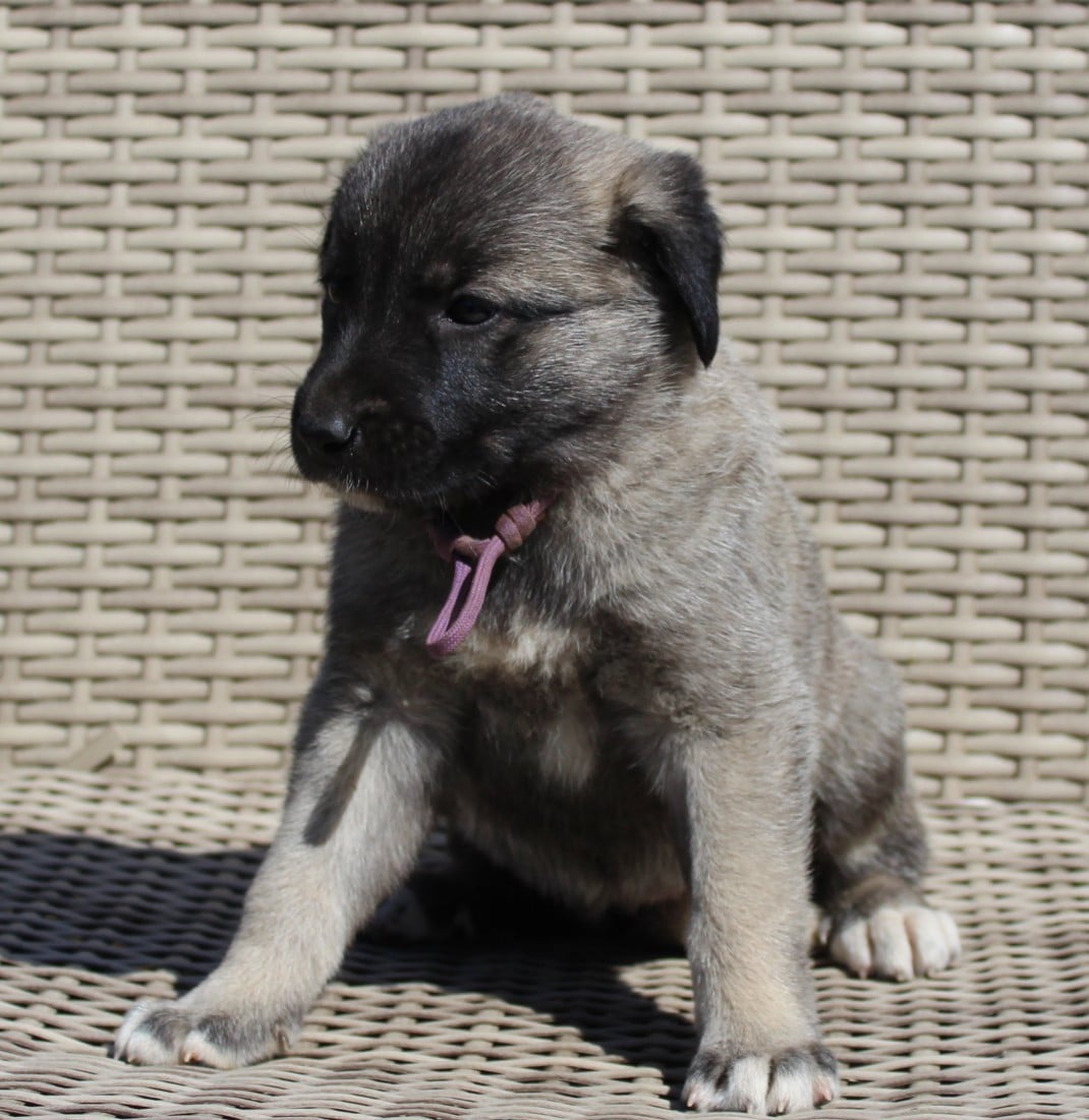 Chiot N°8