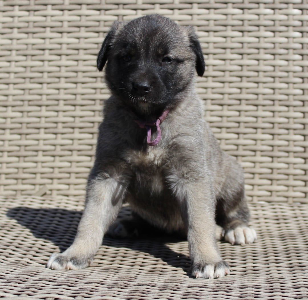 Chiot N°8
