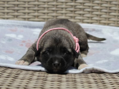 Les chiots de Berger Kangal