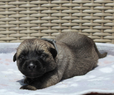 Les chiots de Berger Kangal