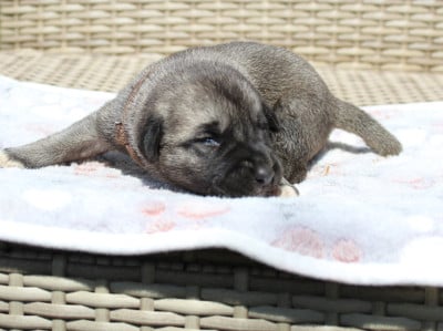 Les chiots de Berger Kangal
