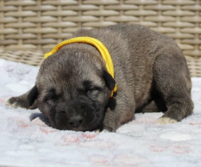 Les chiots de Berger Kangal