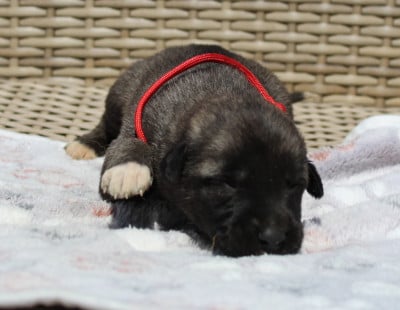 Les chiots de Berger Kangal