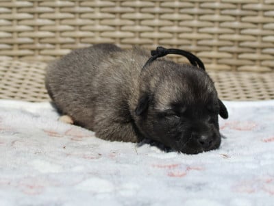 Les chiots de Berger Kangal