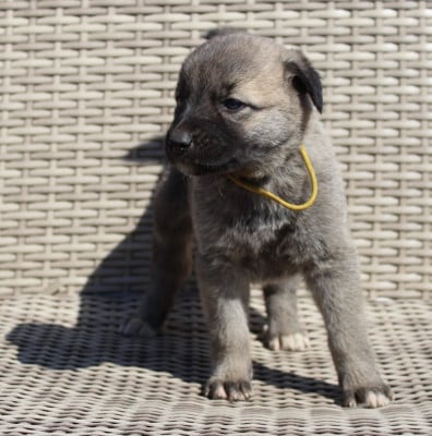 Les chiots de Berger Kangal