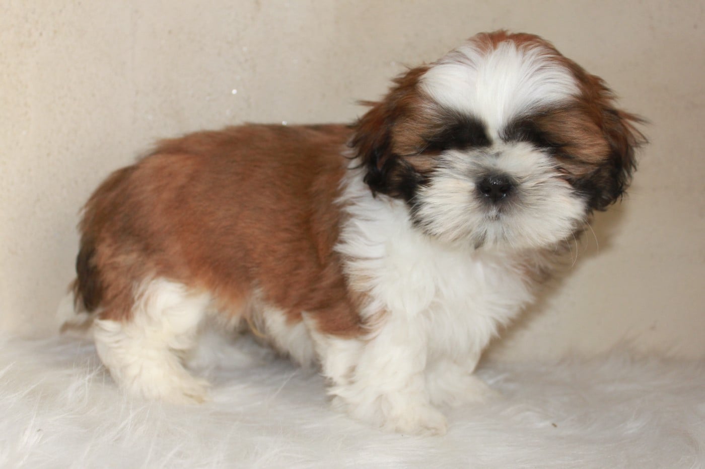 Shih Tzu - Du Domaine Tibetain