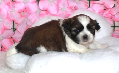 Les chiots de Shih Tzu