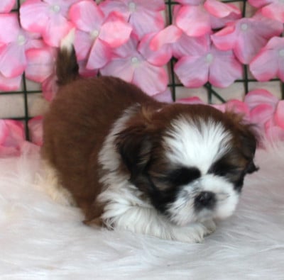 Les chiots de Shih Tzu
