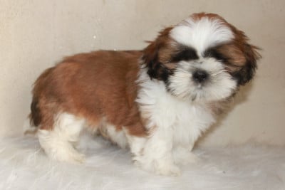 Les chiots de Shih Tzu