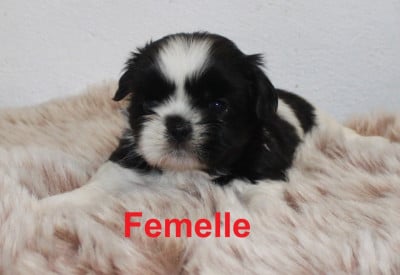 Les chiots de Shih Tzu