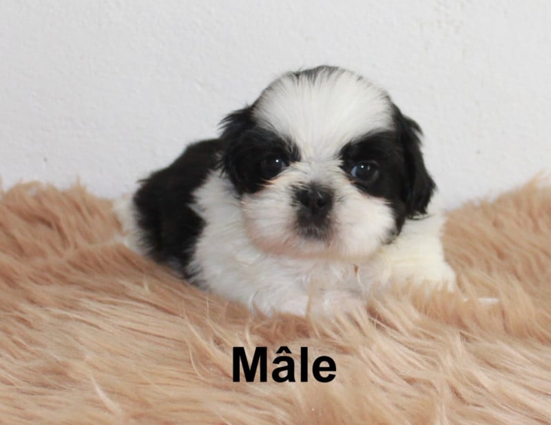 Shih Tzu - Du Domaine Tibetain