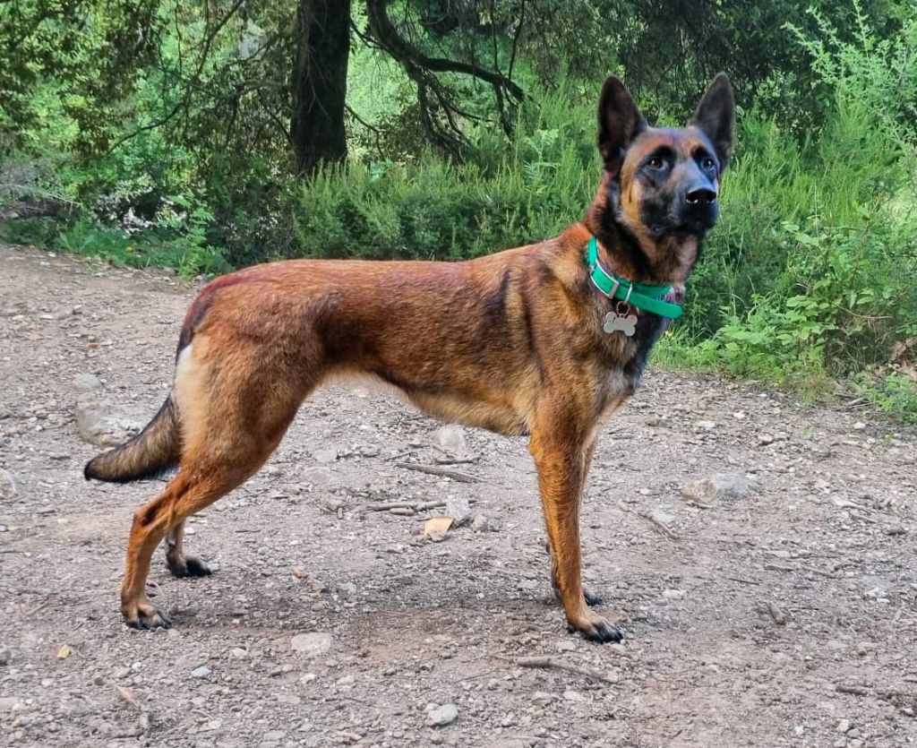 Timpesta de la balastiere du veron