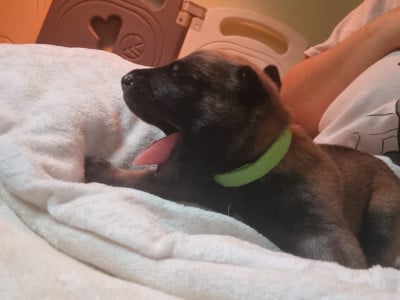 Les chiots de Berger Belge