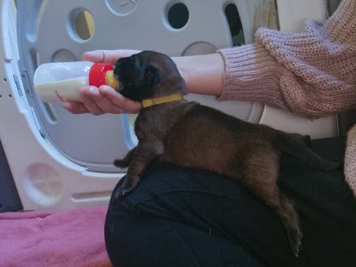 Les chiots de Berger Belge