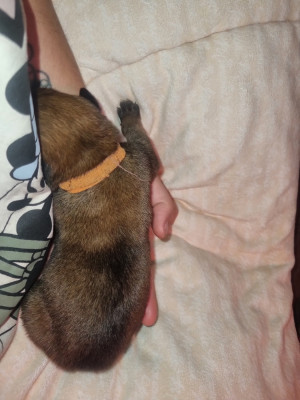 Les chiots de Berger Belge