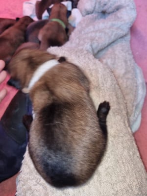 Les chiots de Berger Belge