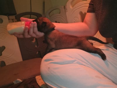 Les chiots de Berger Belge