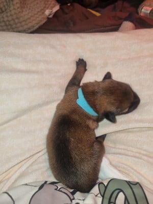 Les chiots de Berger Belge