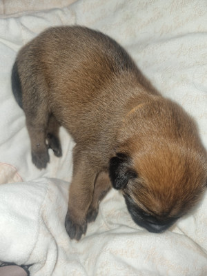 Les chiots de Berger Belge