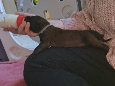 Les chiots de Berger Belge