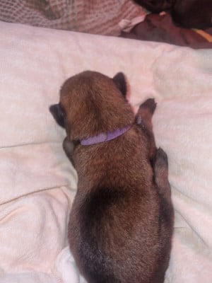 Les chiots de Berger Belge