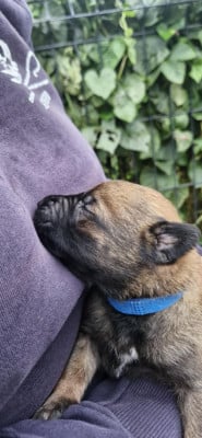 Les chiots de Berger Belge