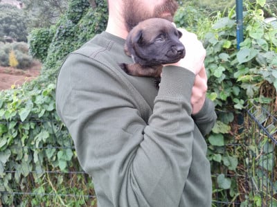 Les chiots de Berger Belge