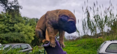 Les chiots de Berger Belge