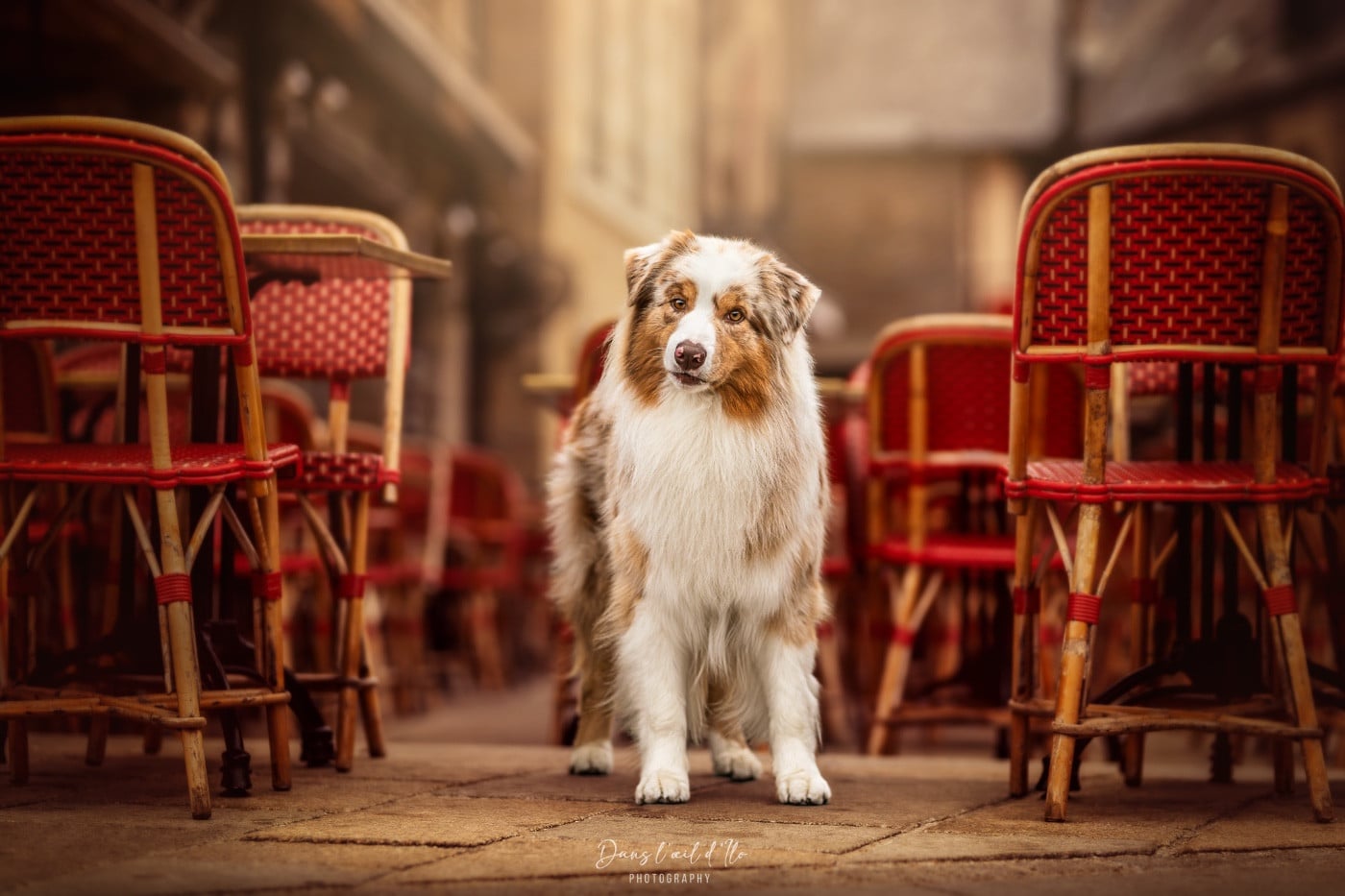 Publication : Midnight Spark Auteur : Margot Guillet