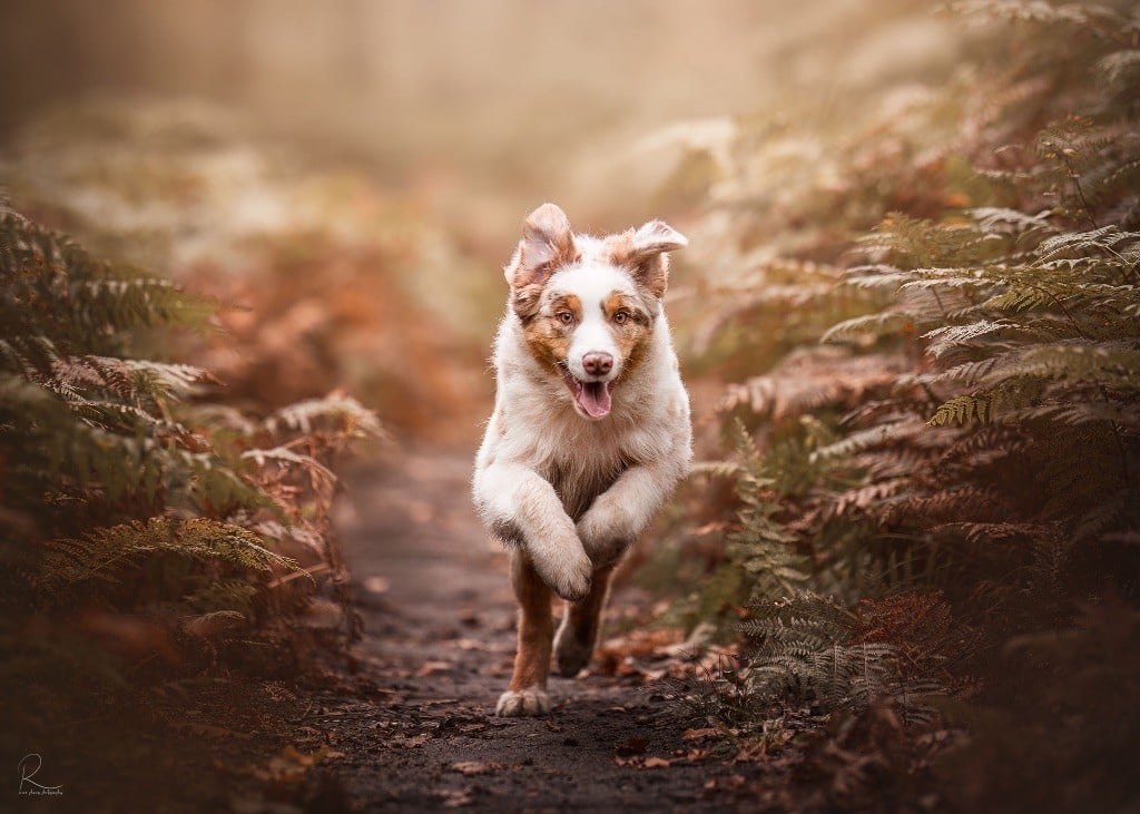 Everest for kodaline & aboréal @ Mystic Fire