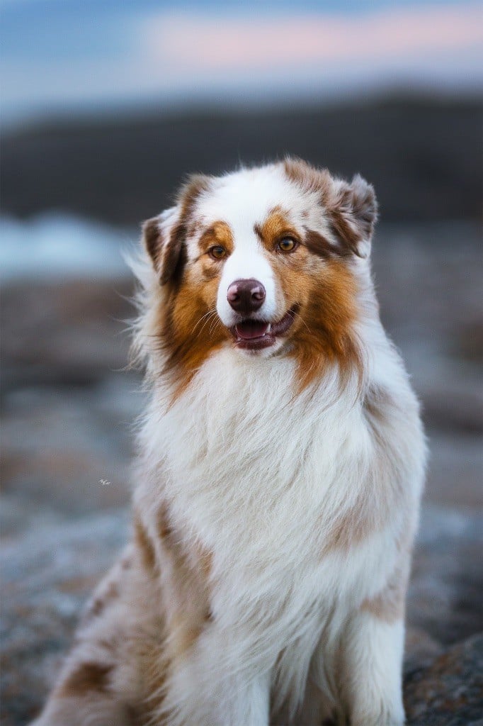 Everest for kodaline & aboréal @ Mystic Fire