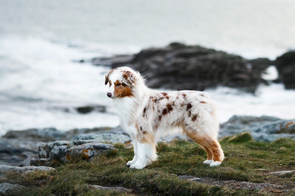 Everest for kodaline & aboréal @ Mystic Fire