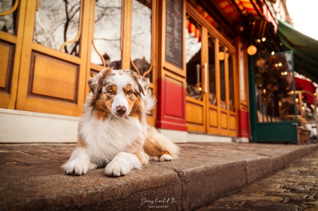 Everest for kodaline & aboréal @ Mystic Fire