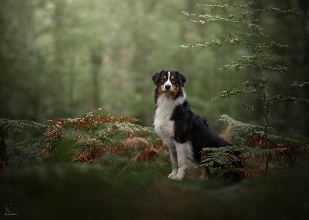 Kodaline The sunny moon @ skyron