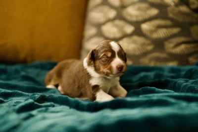 Les chiots de Berger Australien